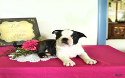 Boston Terrier dogs for sale: Happy - Image 12