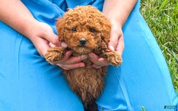 Miniature Poodle dogs for sale: Morgan - Image 4