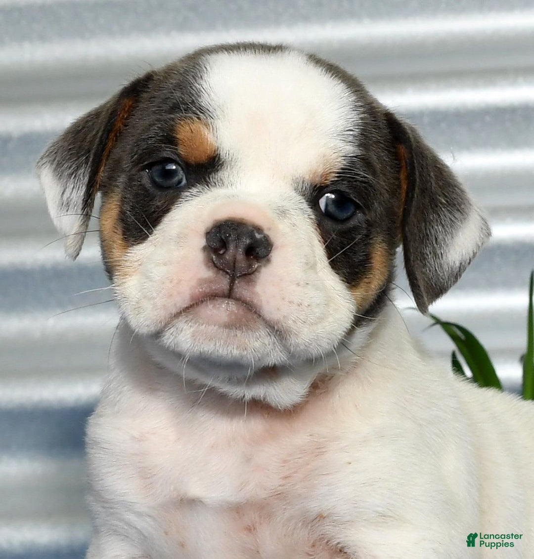 Beabull dogs for sale: Violet - Image 6