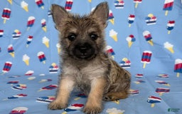 Cairn Terrier dogs for sale: Jane - Image 1