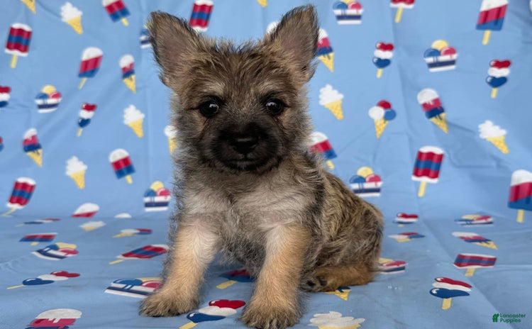 Cairn Terrier dogs for sale - Ad 3