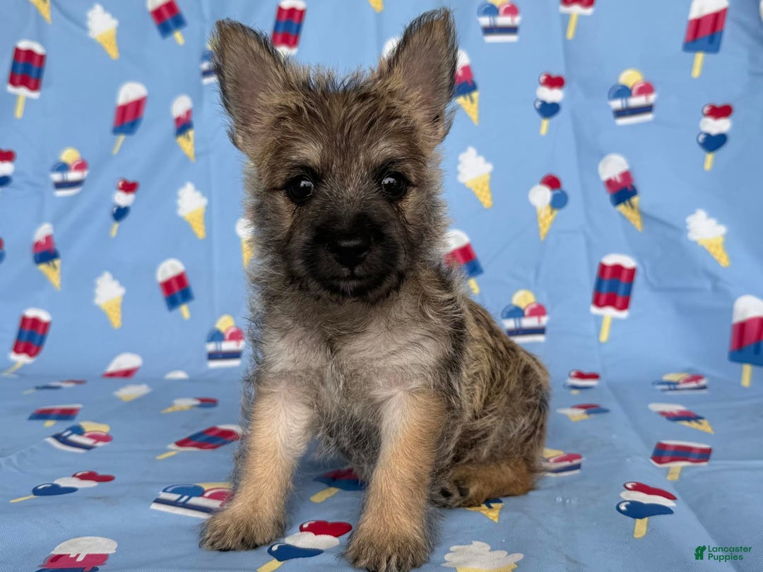 Cairn Terrier dogs for sale: Jane - Image 1