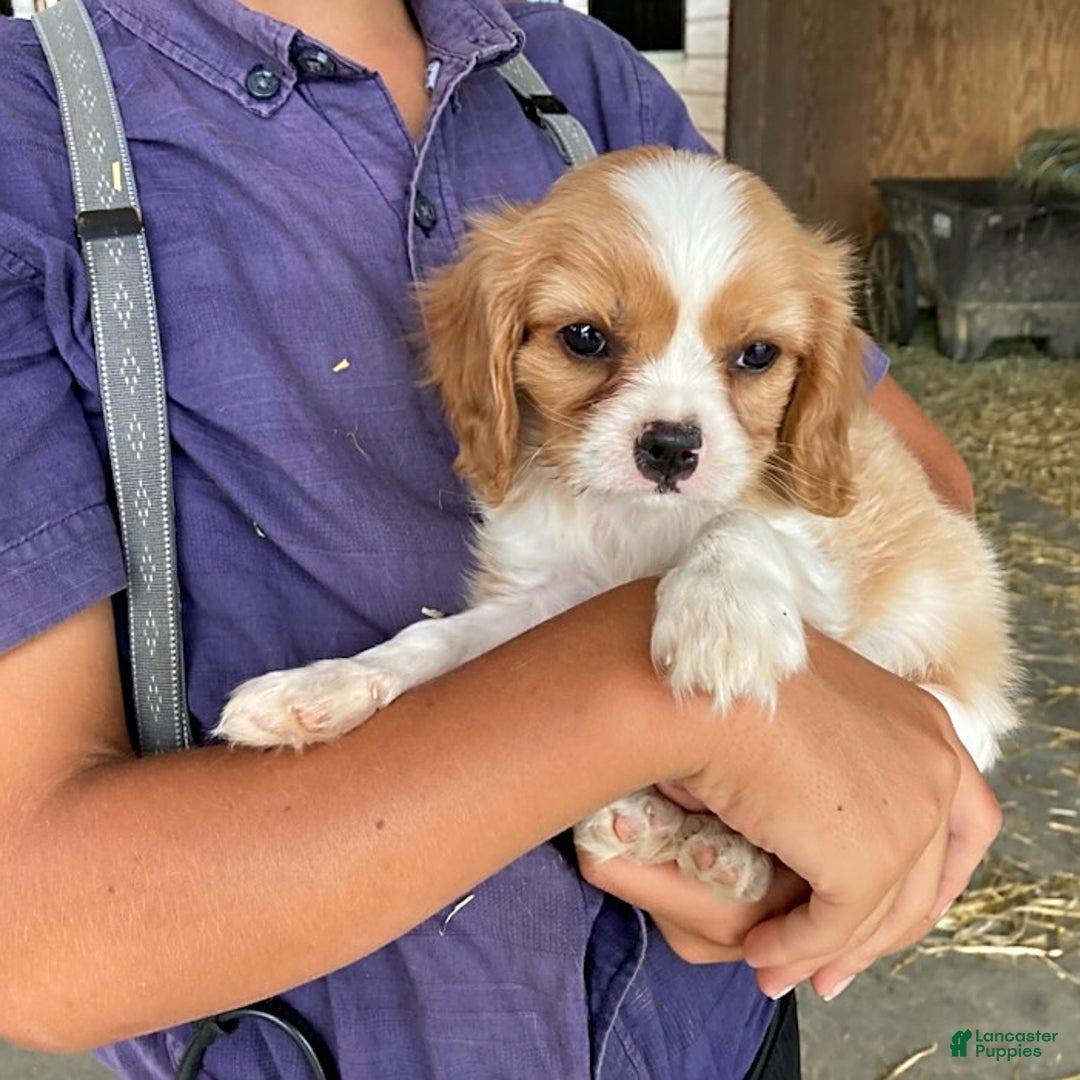 Cavalier King Charles Spaniel dogs for sale: Moonlight - Image 3