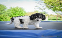 Bichpoo dogs for sale: Biko - Listing for pets: Baba, Biko, Buddy, Bo, Benny, Barry, Betty - Image 1