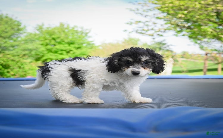 Bichpoo dogs - Advert 20