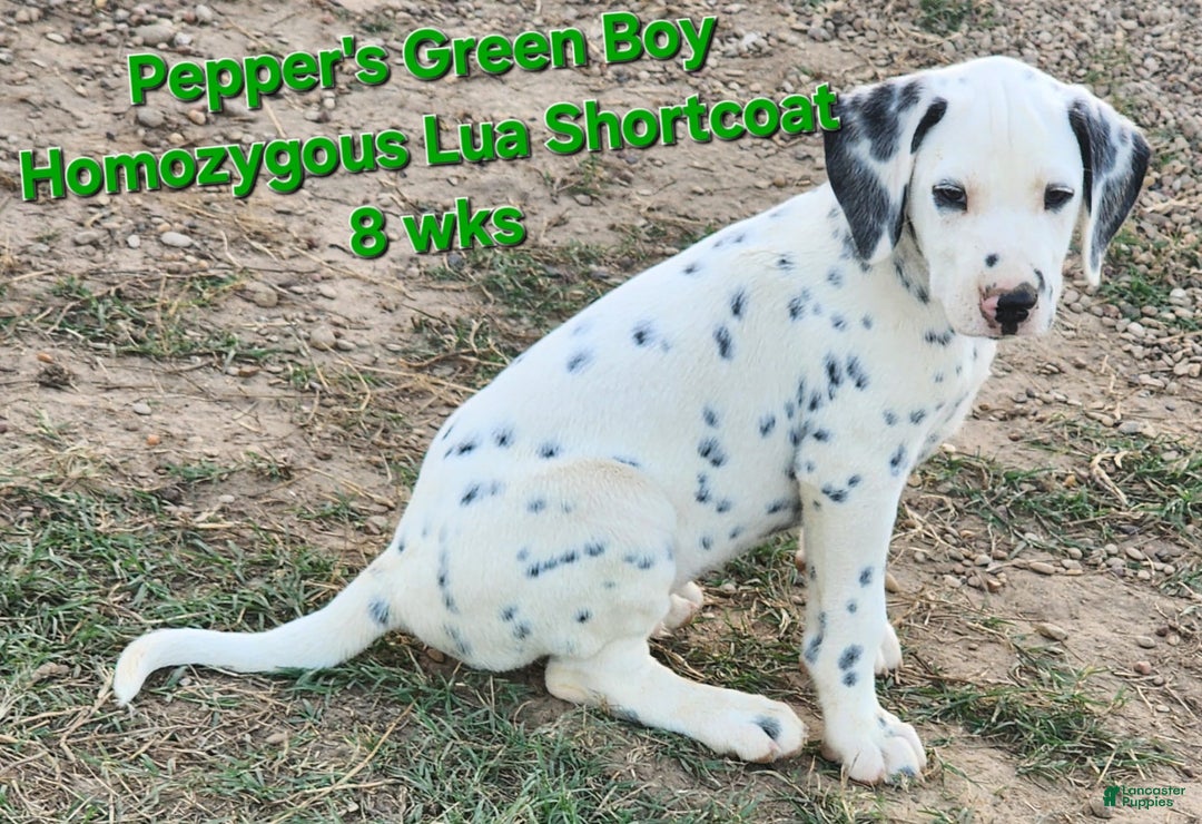 Dalmatian dogs for sale: Peppers Green Boy - Image 14