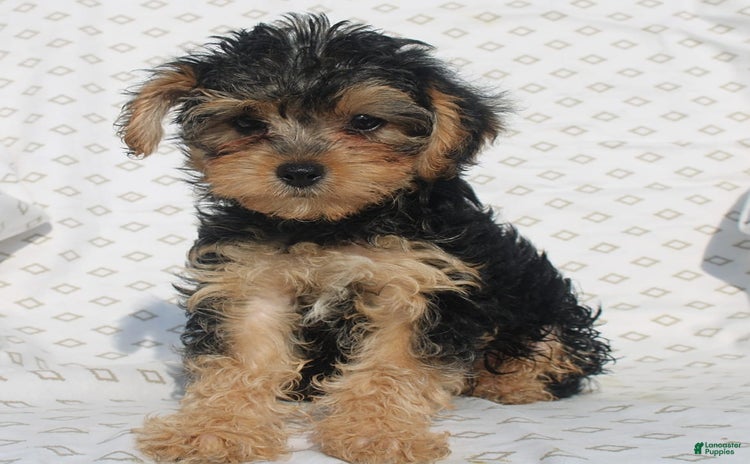 Yorkiepoo dogs for sale - Ad 3