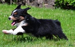 Miniature Australian Shepherd dogs for sale: Nicholas - Image 5