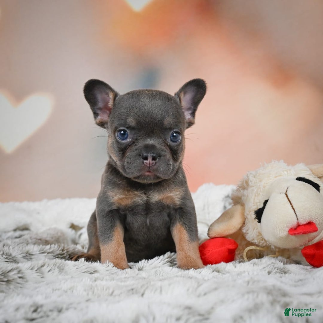 French Bulldog dogs for sale: Miles - Image 12