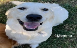 Golden Retriever dogs for sale: Lady - Image 6