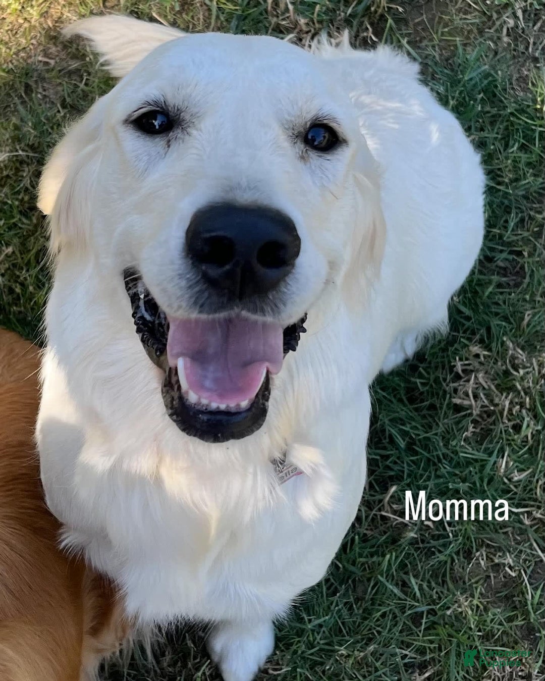 Golden Retriever dogs for sale: Lady - Image 6