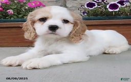Cocker Spaniel dogs for sale: Oscar - Image 7