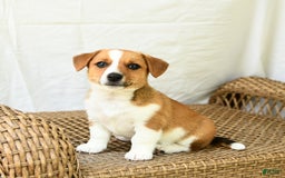 Jack Russell Terrier dogs for sale: Violet - Image 3