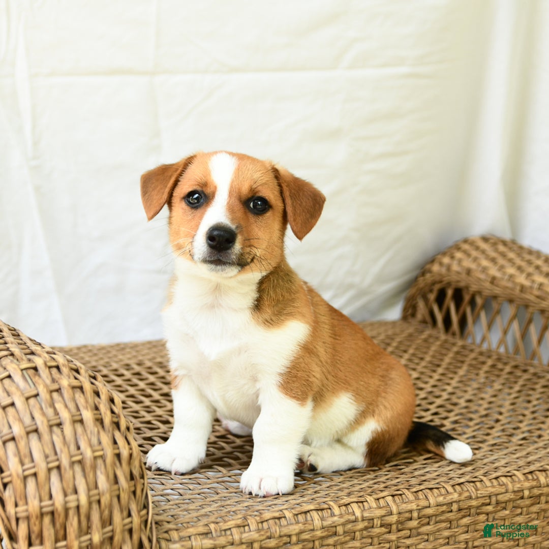 Jack Russell Terrier dogs for sale: Violet - Image 3
