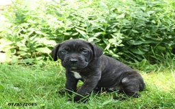 Cane Corso dogs for sale: Patriot - Image 2
