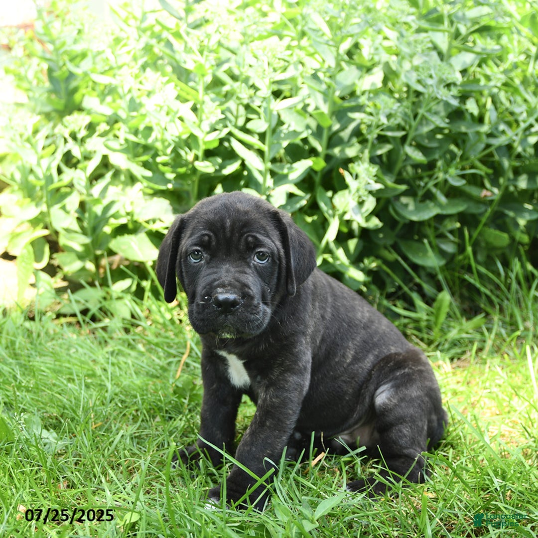 Cane Corso dogs for sale: Patriot - Image 2