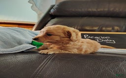 Mini Goldendoodle dogs for sale: Beanie Baby - Image 7