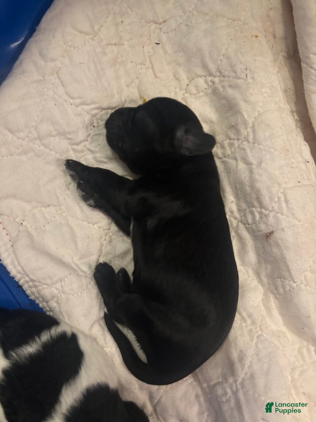 Cavapoo dogs for sale: Smokey - Image 1