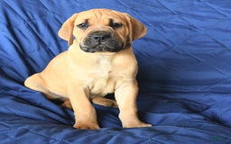 Cane Corso dogs for sale: Milo - Image 4