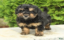 Miniature Poodle dogs for sale: Oscar - Image 14