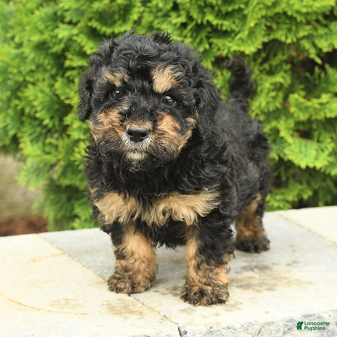 Miniature Poodle dogs for sale: Oscar - Image 14