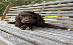 Cocker Spaniel dogs for sale: Cocker Spaniel 4 puppies - Image 29