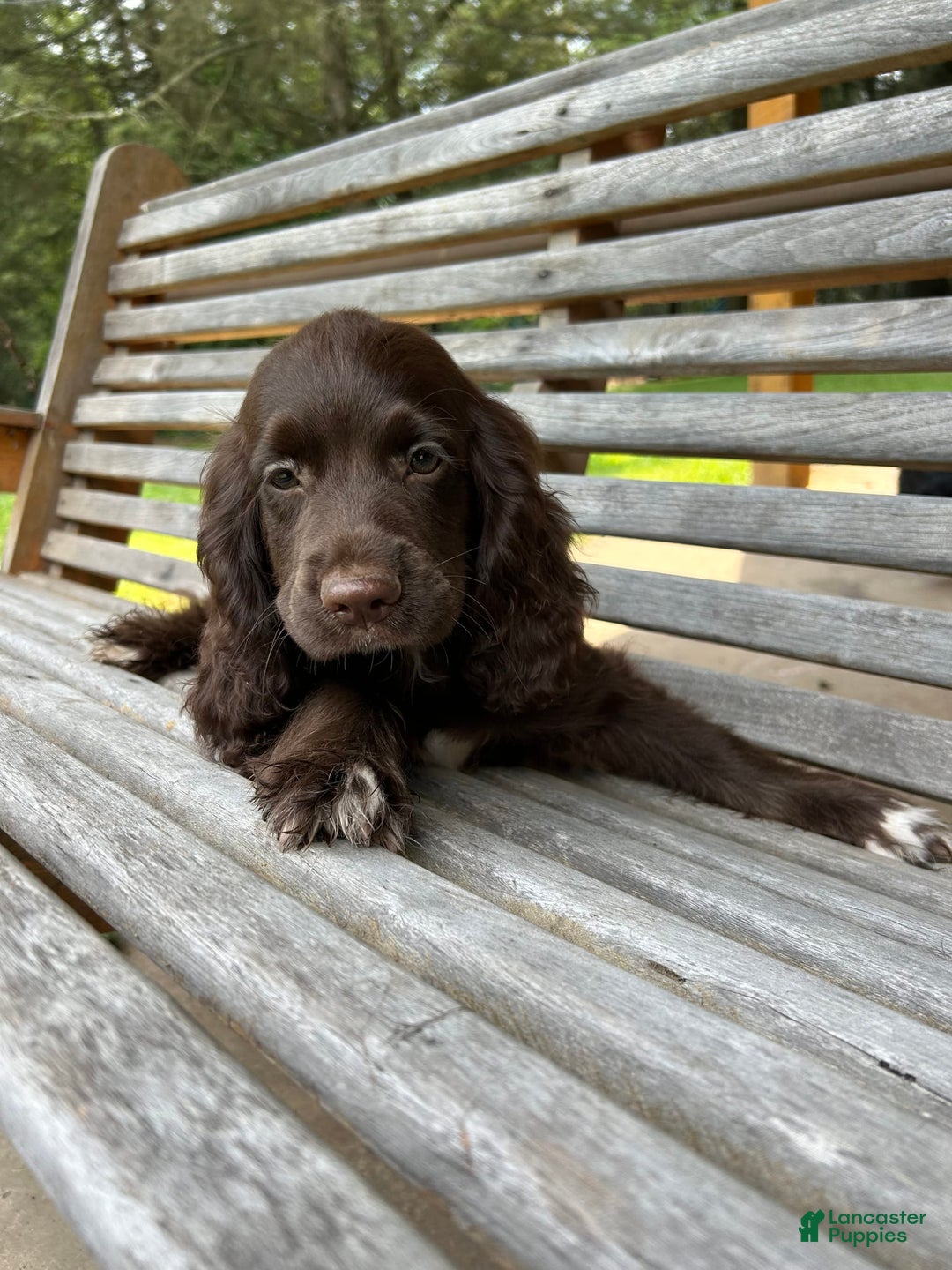 Cocker Spaniel dogs for sale: Cocker Spaniel 4 puppies - Image 29