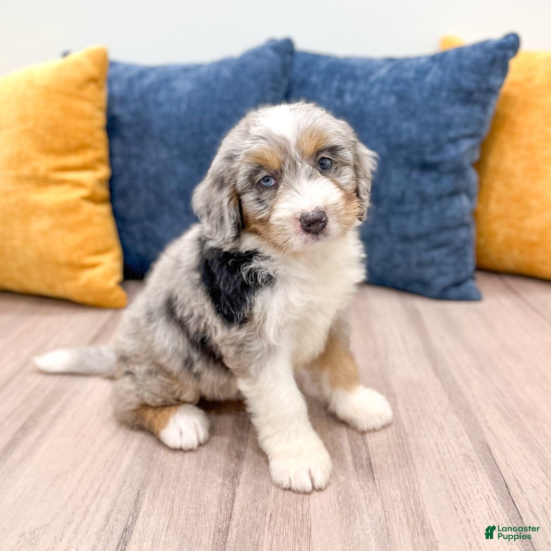 Mini Bernedoodle dogs for sale: Ava - Image 2