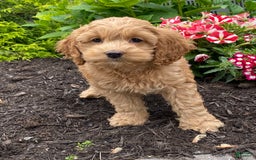 Cockapoo dogs for sale: Nellie - Image 1