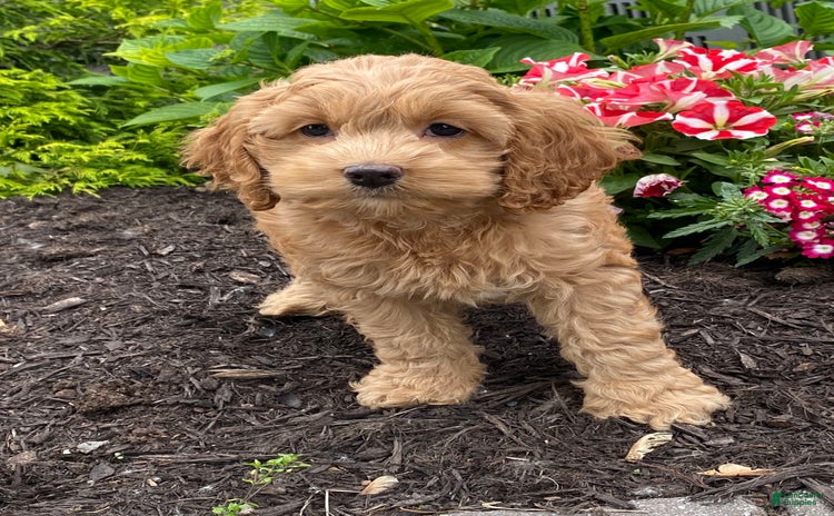 Cockapoo dogs for sale - Ad 4