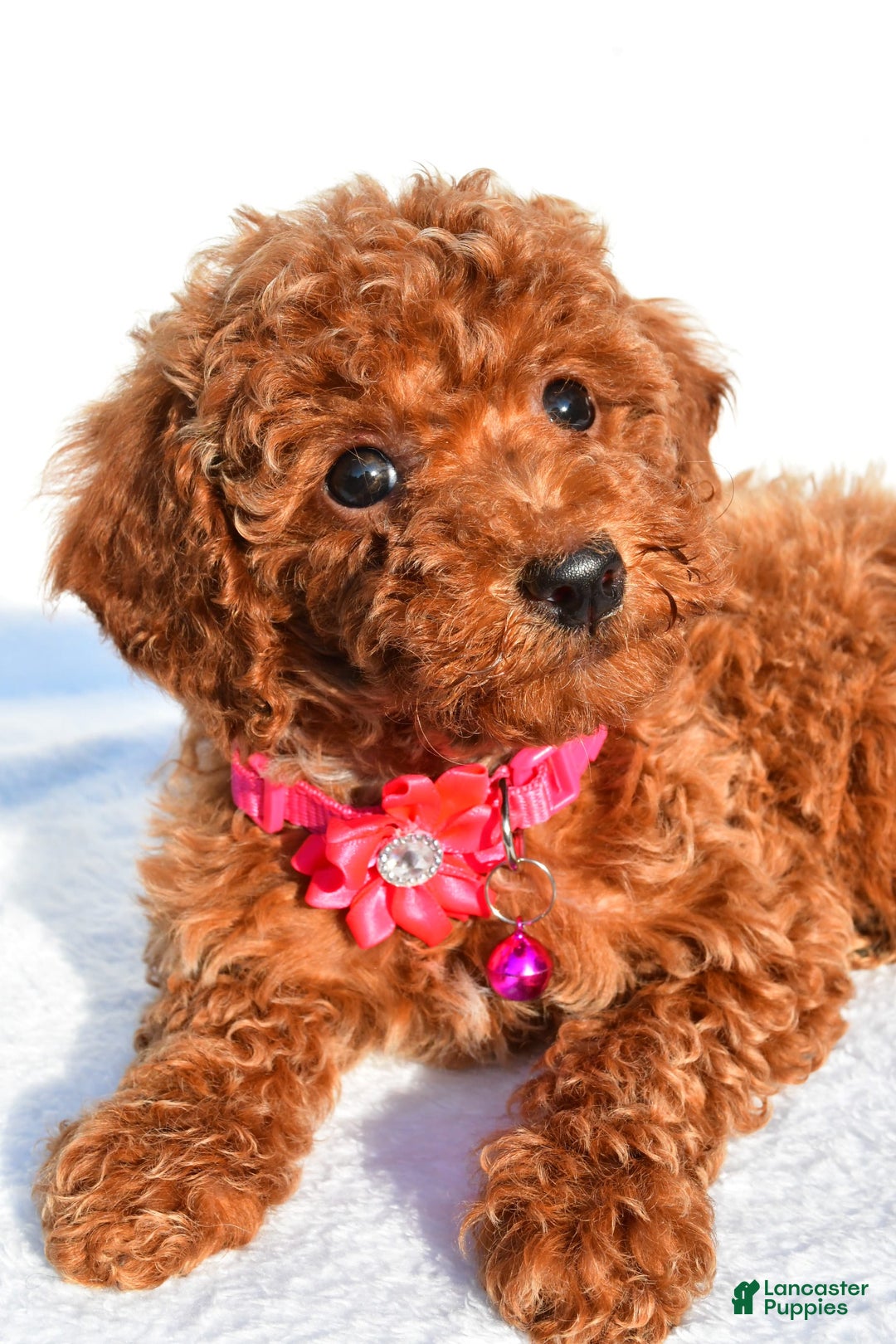 Miniature Poodle dogs for sale: October - Image 7