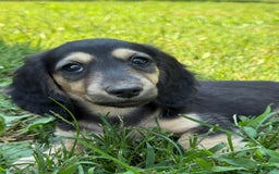 Miniature Dachshund dogs for sale: Penny - Image 2