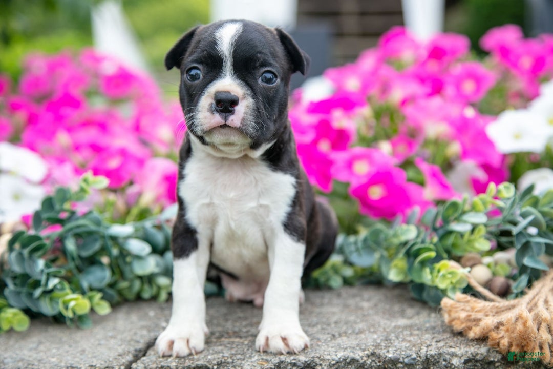 Boston Terrier dogs for sale: Marco - Image 1