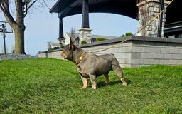 French Bulldog dogs for sale: Remi - Image 23