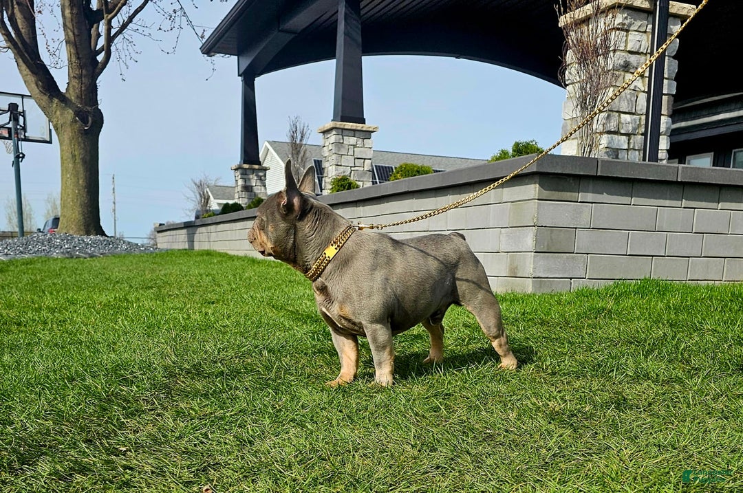 French Bulldog dogs for sale: Remi - Image 23