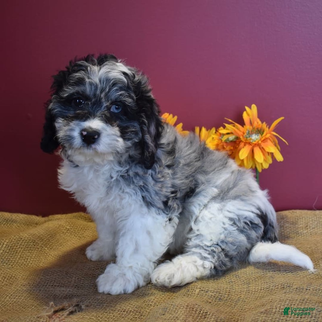 Cavapoo dogs for sale: Joann - Image 3