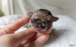 Morkie dogs for sale: Rare Merle Dragonfly - Image 10