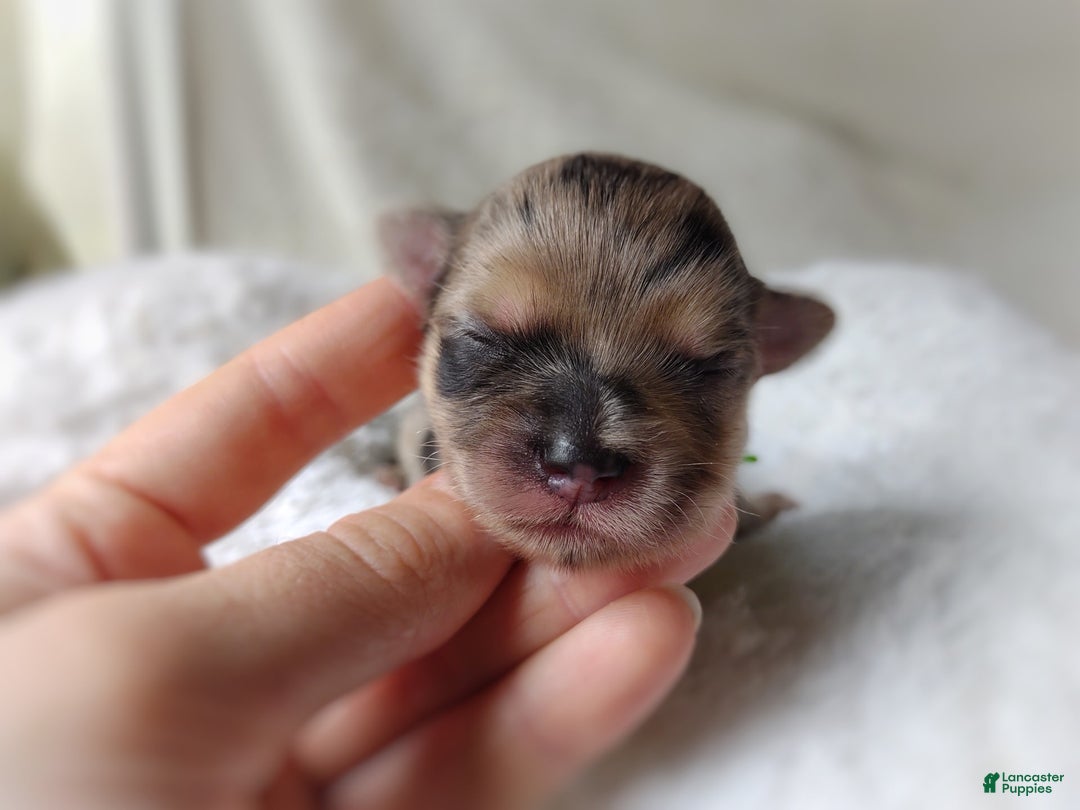 Morkie dogs for sale: Rare Merle Dragonfly - Image 10