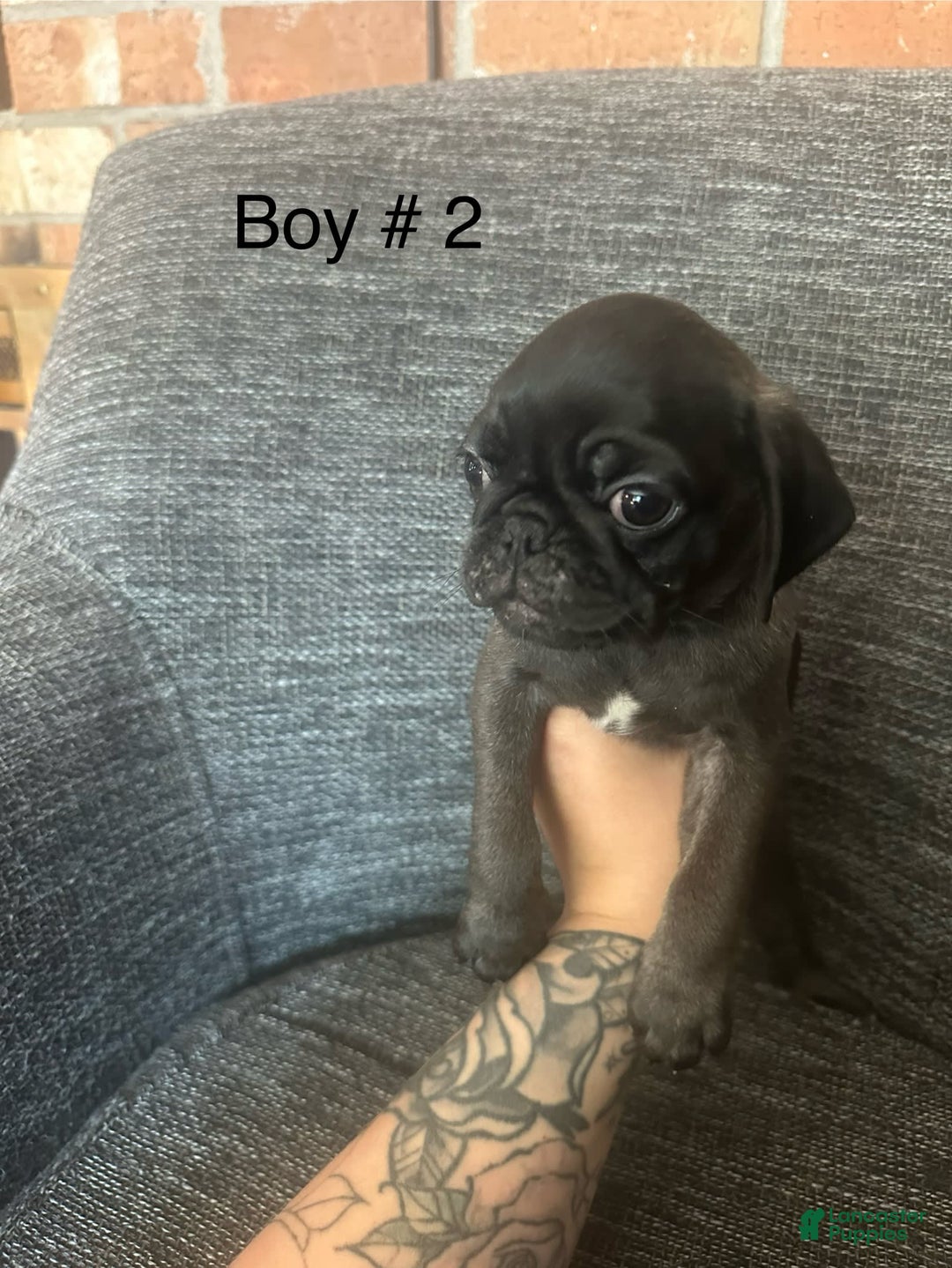 Pug dogs for sale: Hank - Image 5