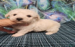 Bichon Frise dogs for sale: Toy Poodle/toy Bichon Puppy - Image 13