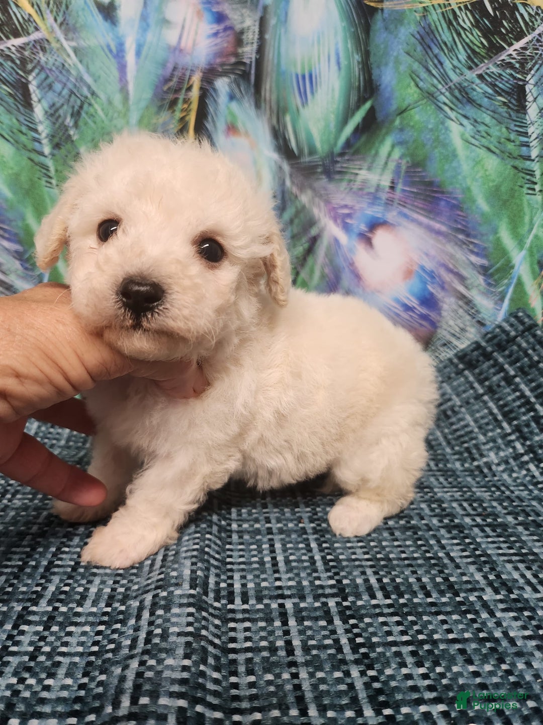 Bichon Frise dogs for sale: Toy Poodle/toy Bichon Puppy - Image 13