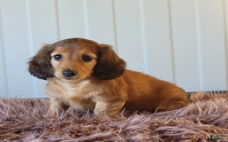 Miniature Dachshund dogs for sale: Ruthie - Image 3