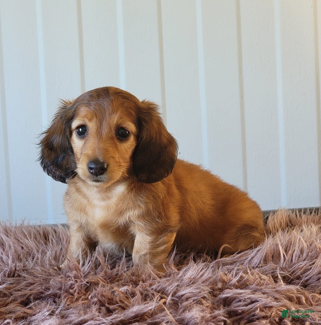 Miniature Dachshund dogs for sale: Ruthie - Image 3