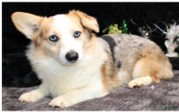 American Corgi dogs for sale: Dacie - Image 6