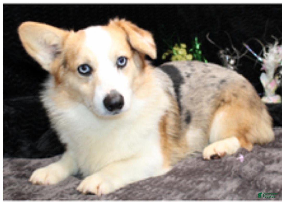 American Corgi dogs for sale: Dacie - Image 6