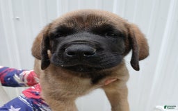 English Mastiff dogs for sale: Diesel - Image 3