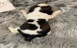 English Springer Spaniel dogs for sale: Dip - Image 1