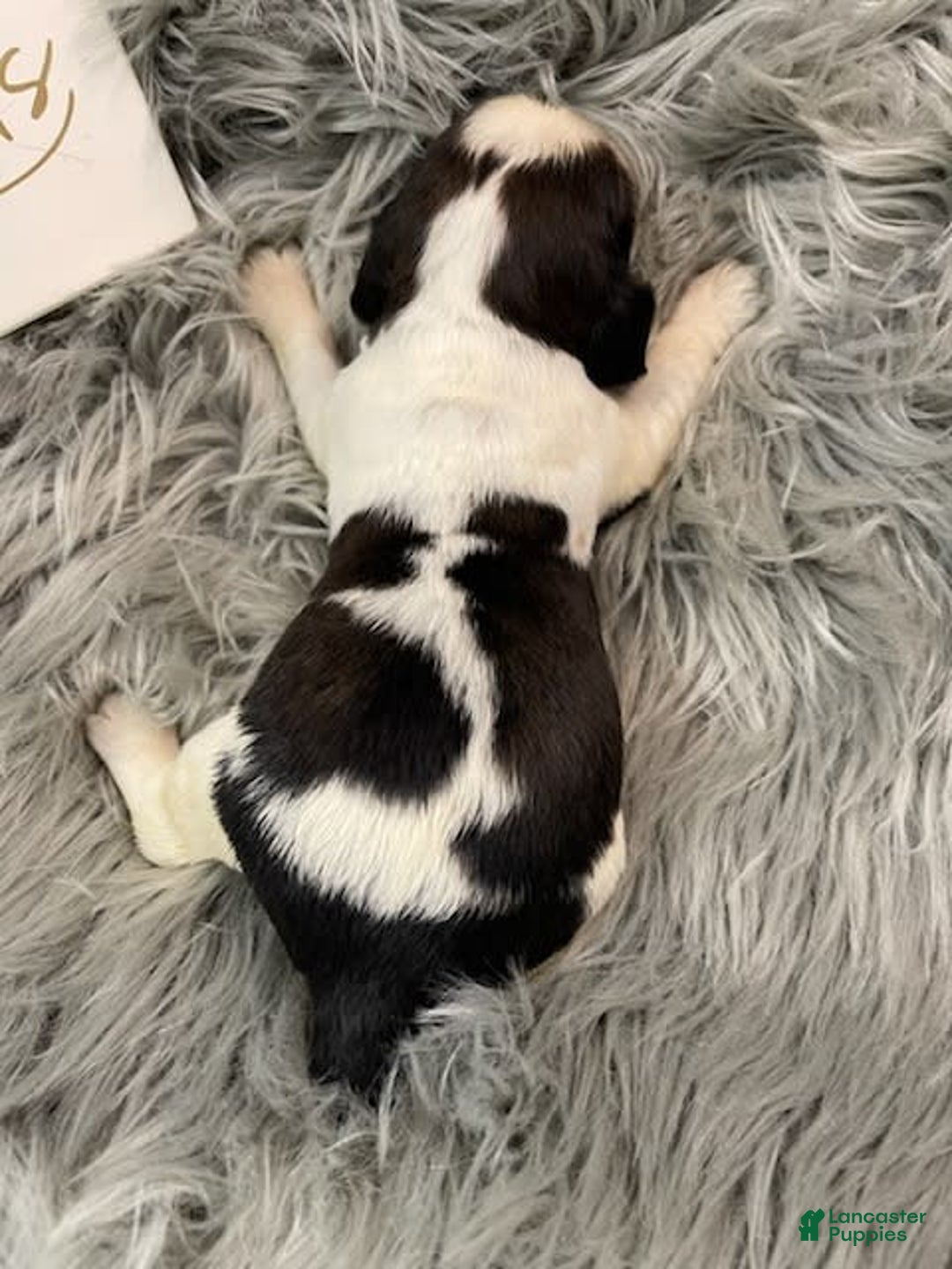 English Springer Spaniel dogs for sale: Dip - Image 1