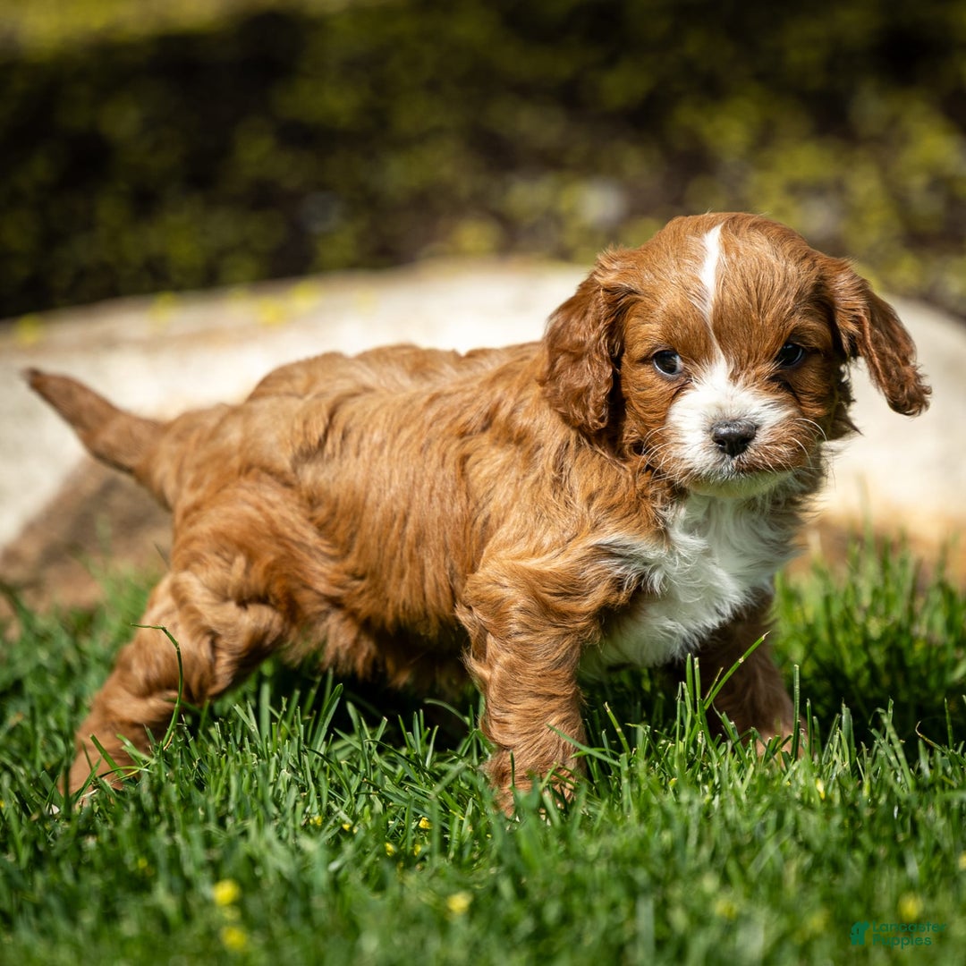 Cavapoo dogs for sale: Poppy - Image 15