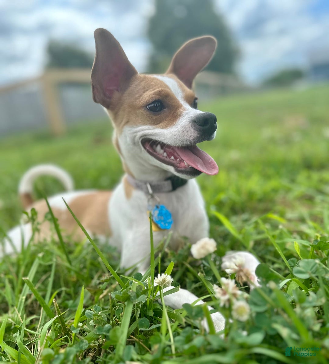 Chihuahua dogs for sale: Willow - Image 2
